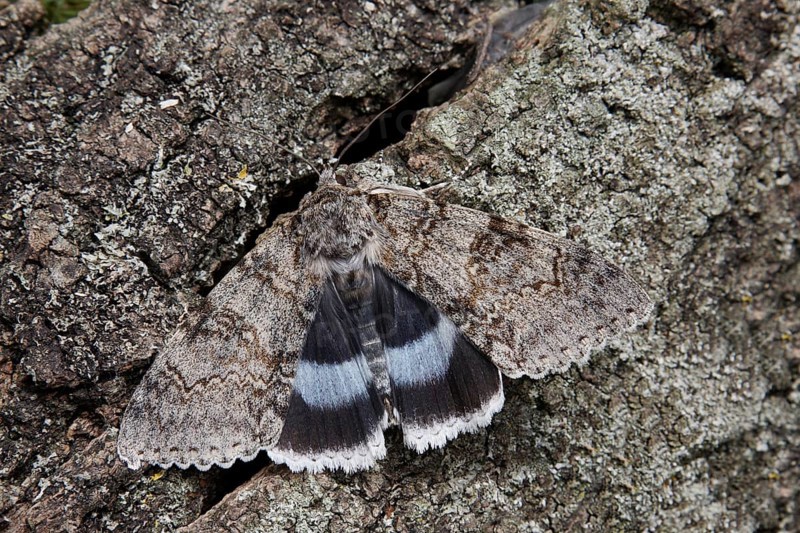 Clifden blue underwing