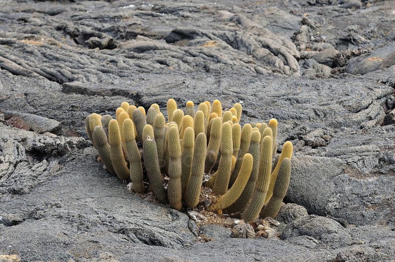 Lava cactus