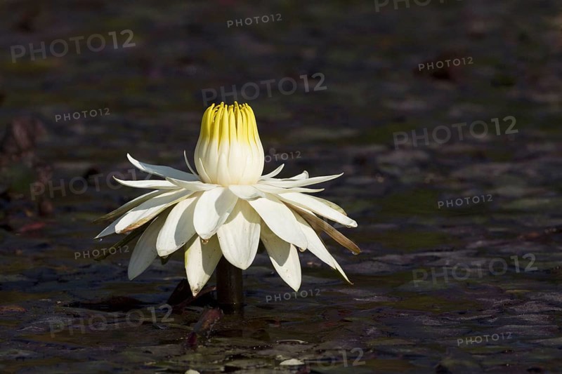 Night-blooming egyptian white water-lily