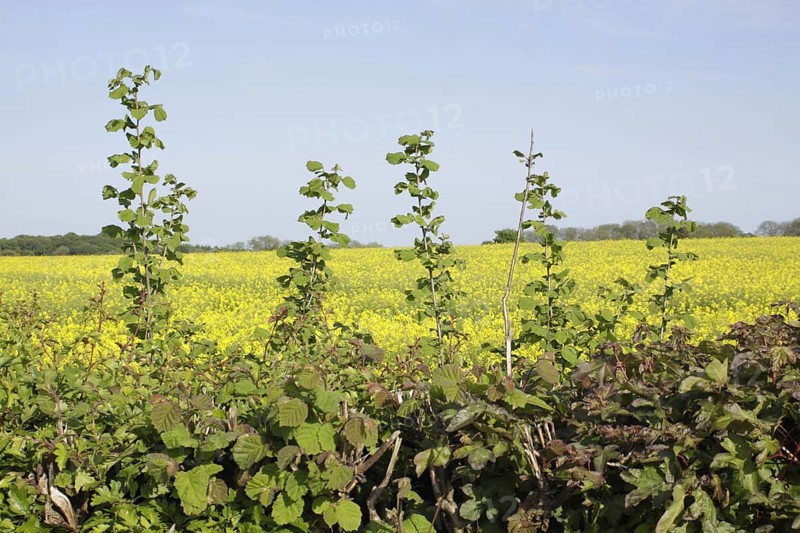 Common Hazel