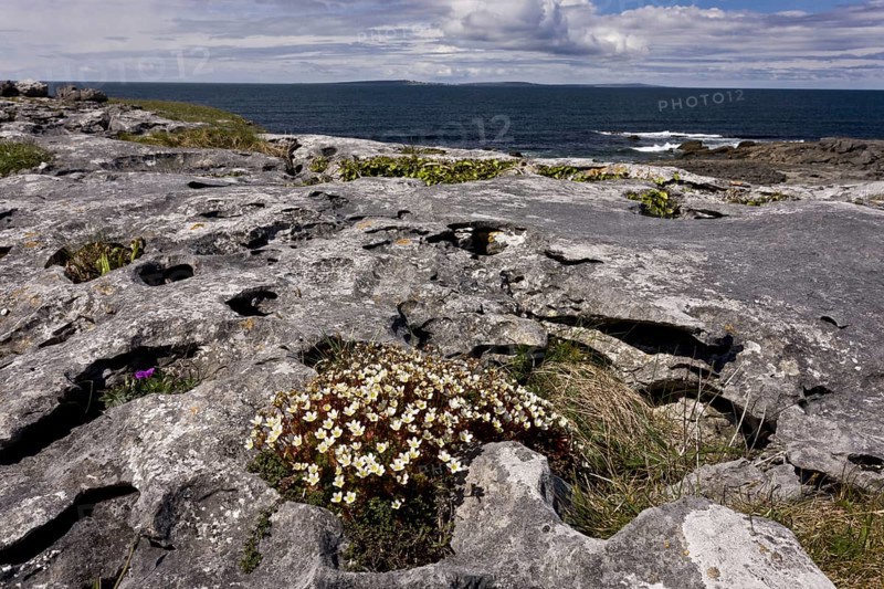 Irish Saxifrage
