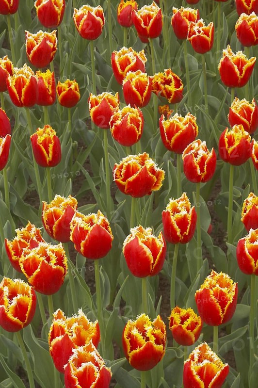 Tulip