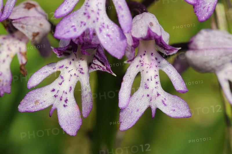 Military Orchid