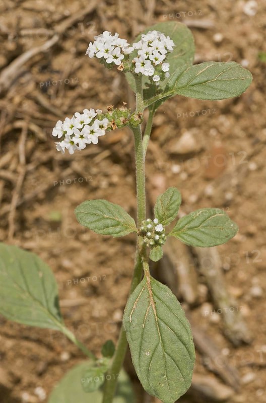 European Heliotrope