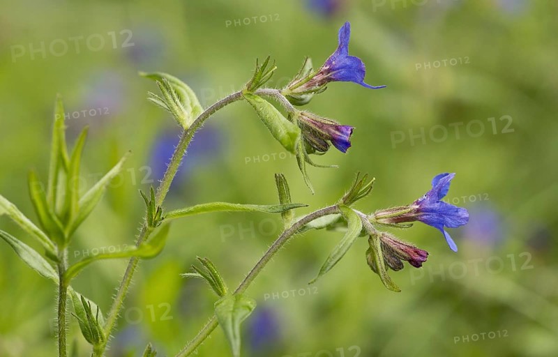 Purple Gromwell