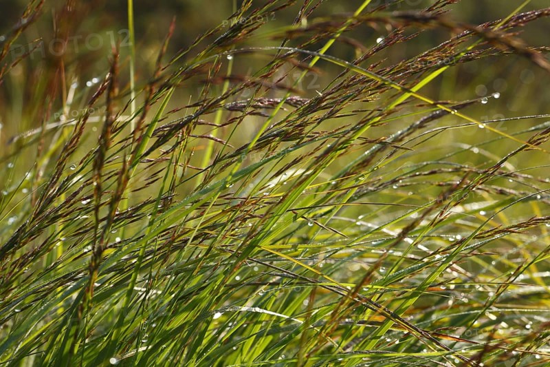 Flowering moor grass