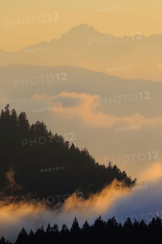 Norway Spruce