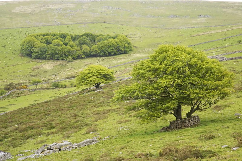 View of trees and small woodland in the moorland habitat