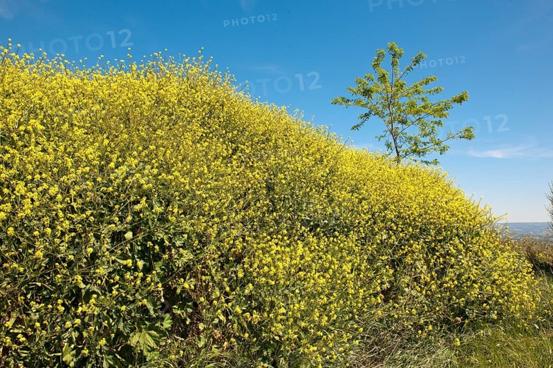 Yellow dyer's broom
