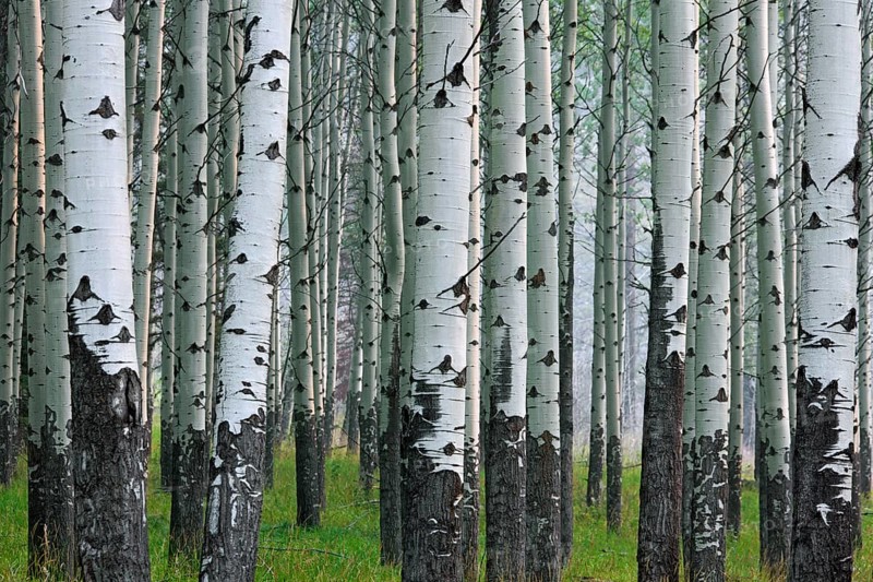Trembling poplar