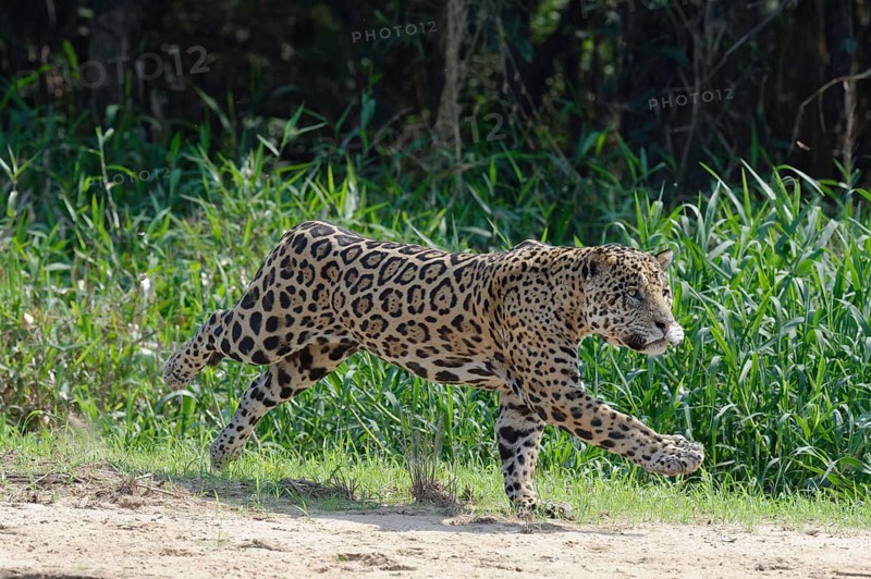 Male jaguar
