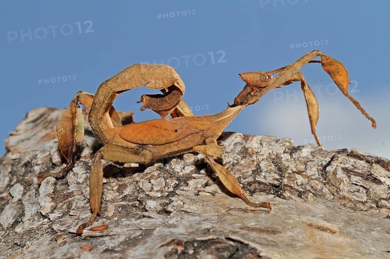 Australian Giant Ghost Insect