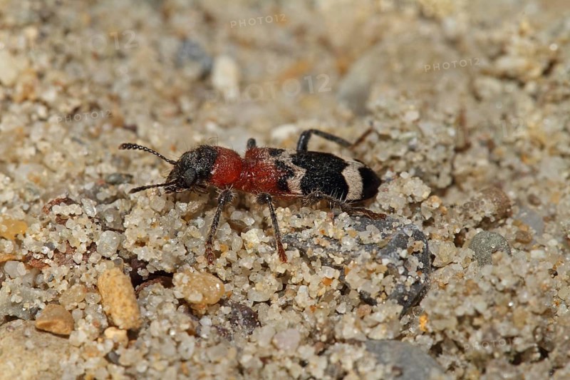 Large anteater beetle