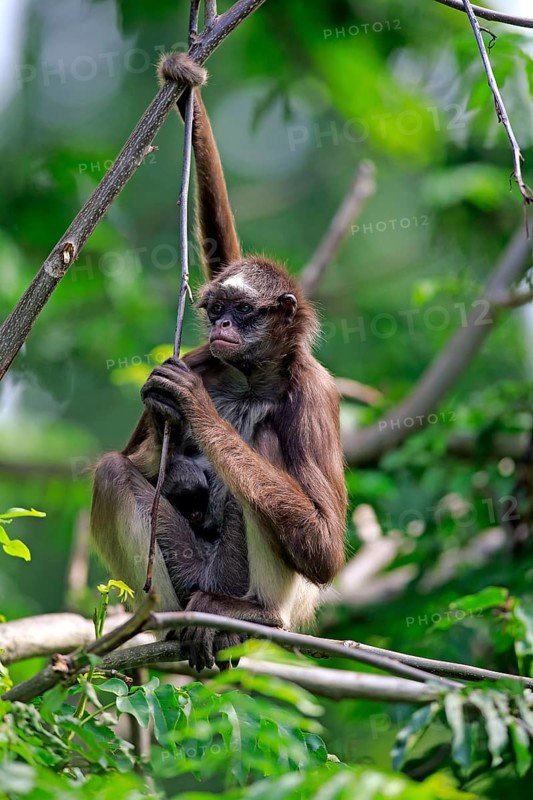 White Bellied Spider Monkey