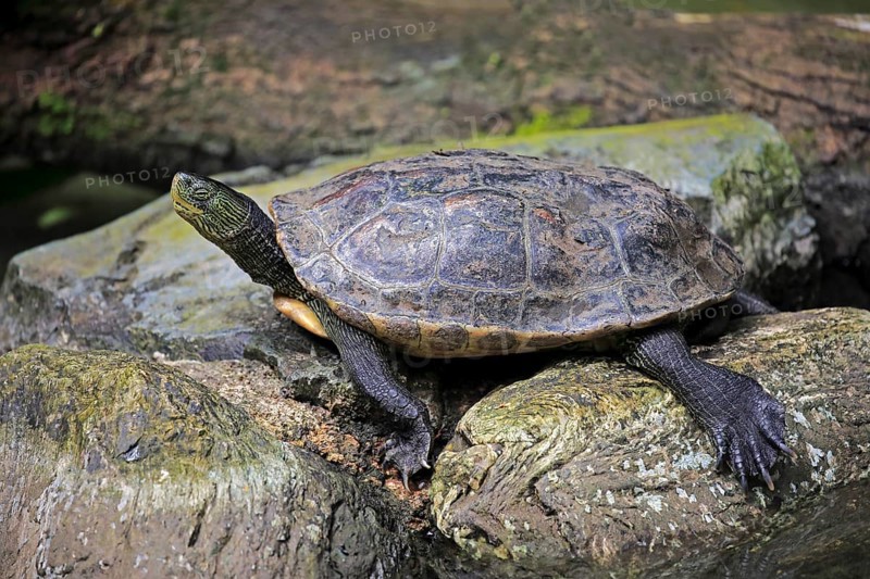 Chinese strip-necked turtle