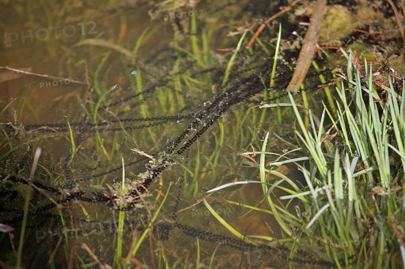 Common toad