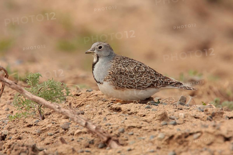 Least Seedsnipe