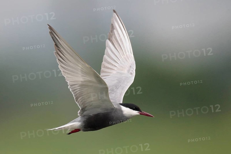 Whiskered Tern