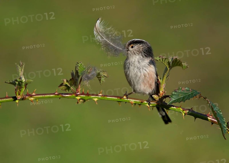 Long-tailed Tit