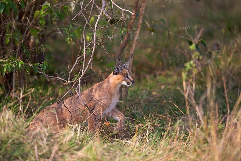 Caracal