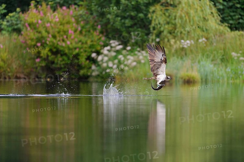 Western osprey