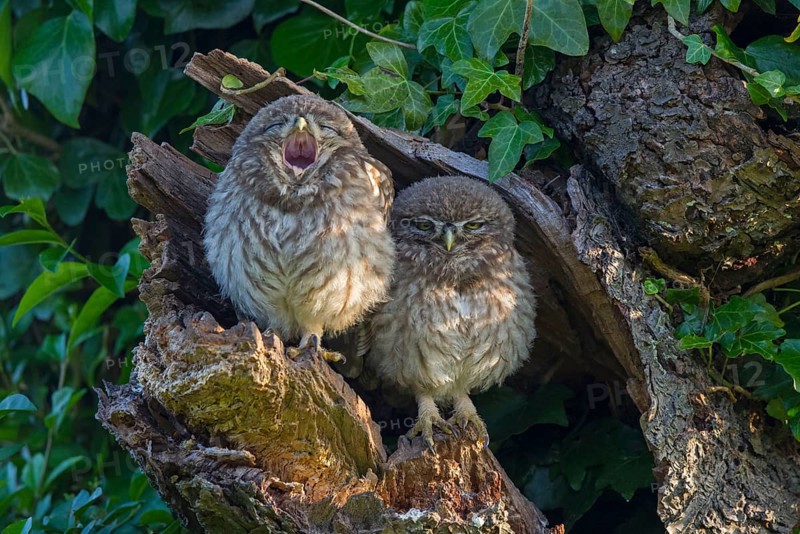 Little Owl