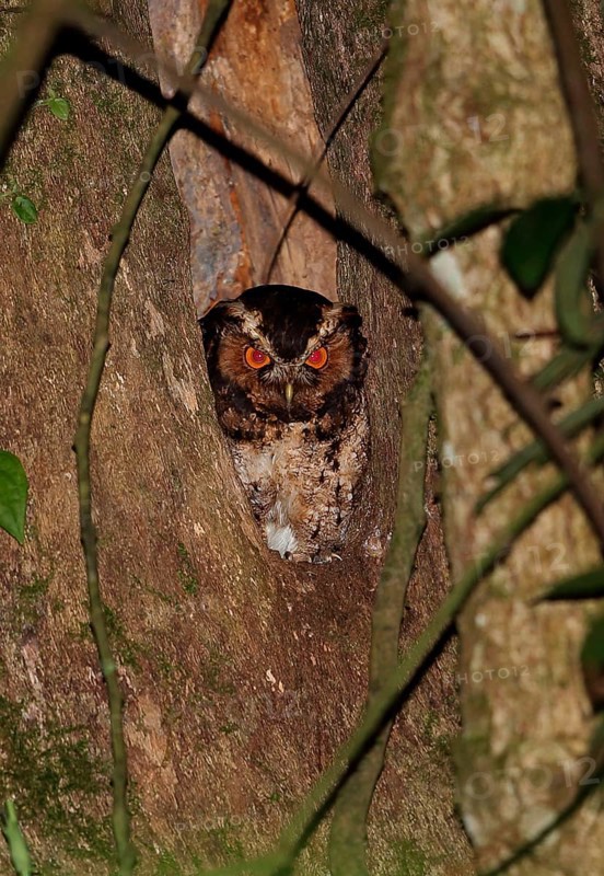 Rajah Scops-owl