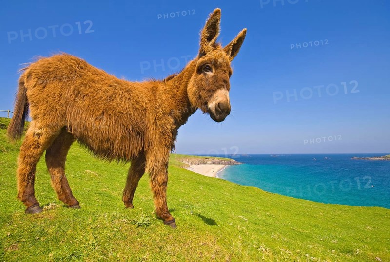 Donkey