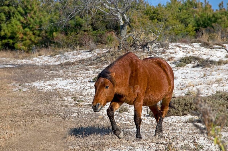 Assateague Pony