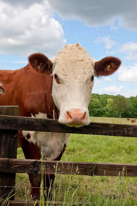 Domestic cattle