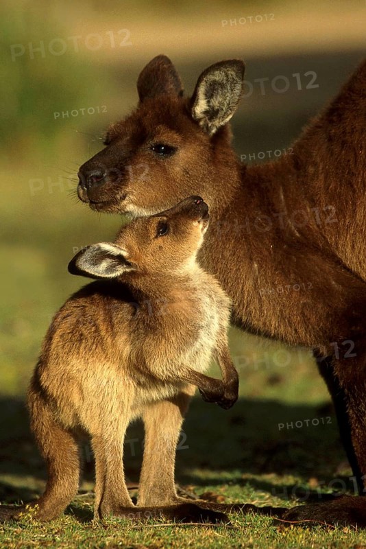 Western Grey Giant Kangaroo