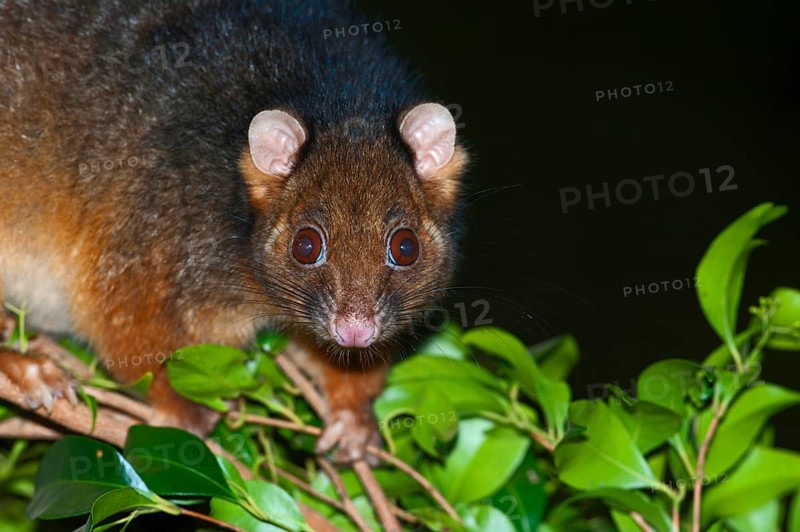Common ringtail possum