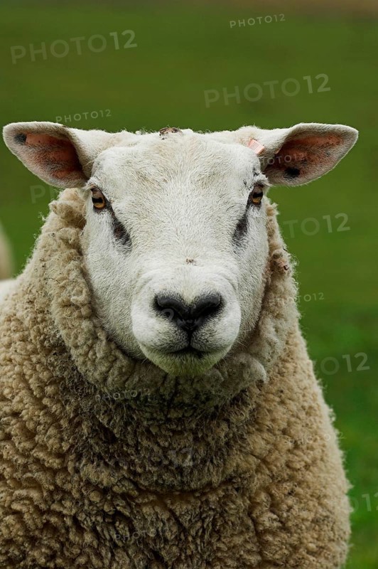 Domestic Sheep