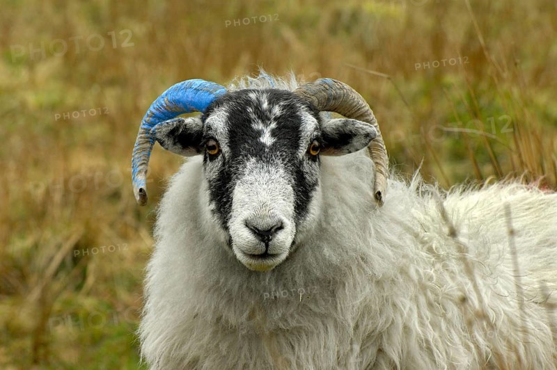Domestic sheep