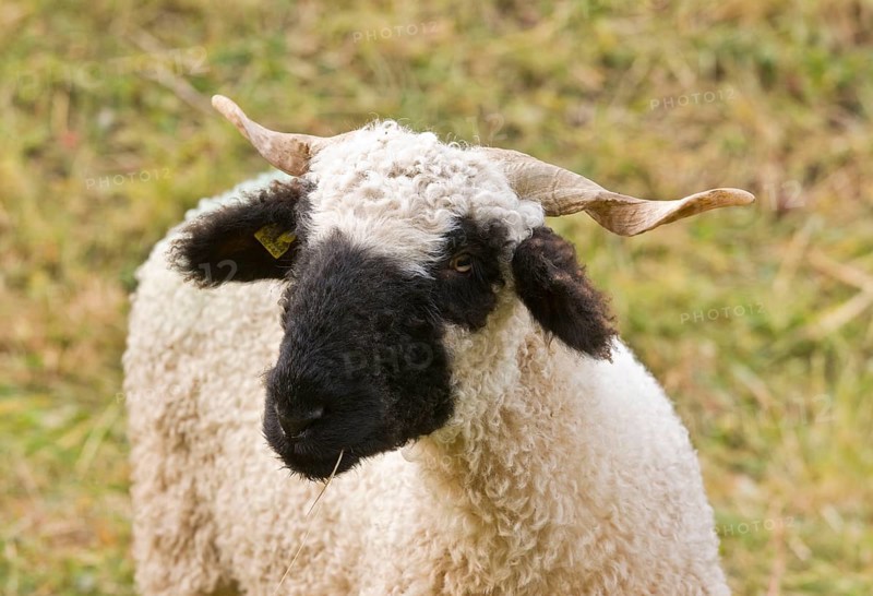 Domestic Sheep