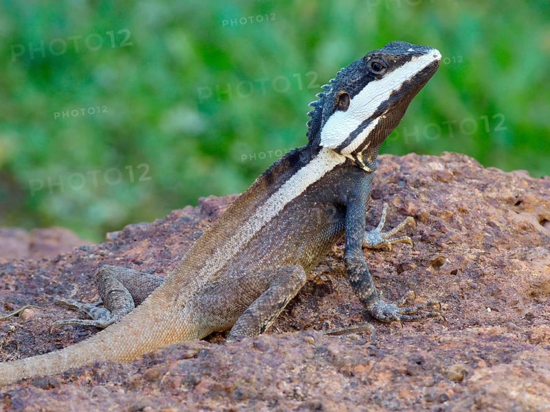 Northern water dragon