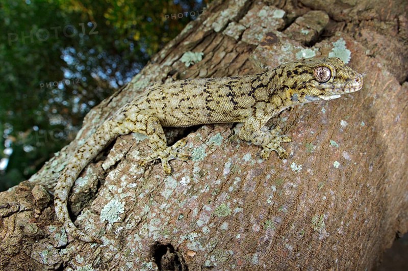 Adult Wahlberg's Velvet Gecko