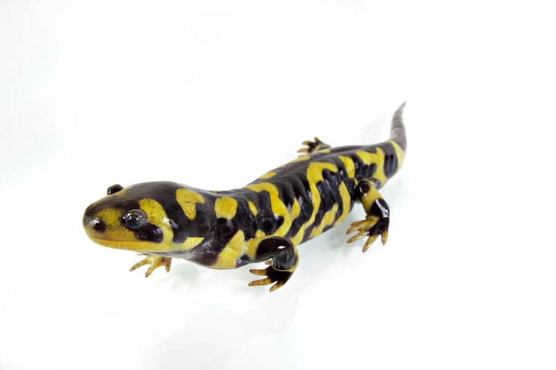 Barred Tiger Salamander