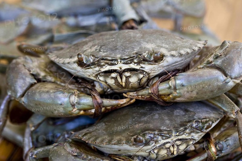 Mangrove crab