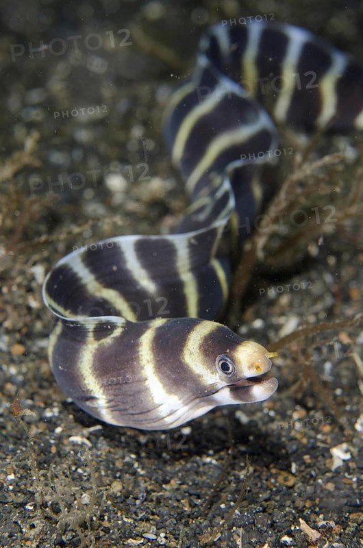 Moray Eel