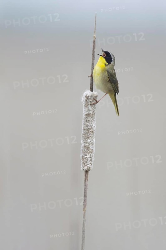 Common Yellowthroat