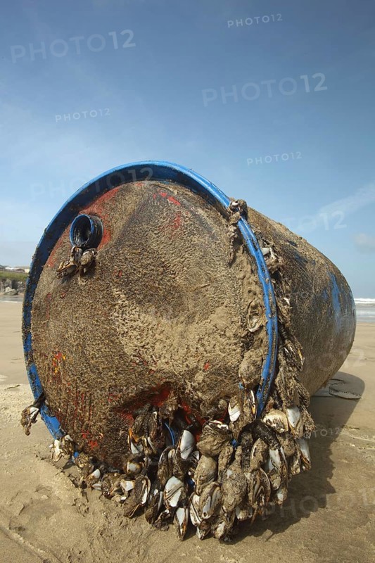 Barnacle