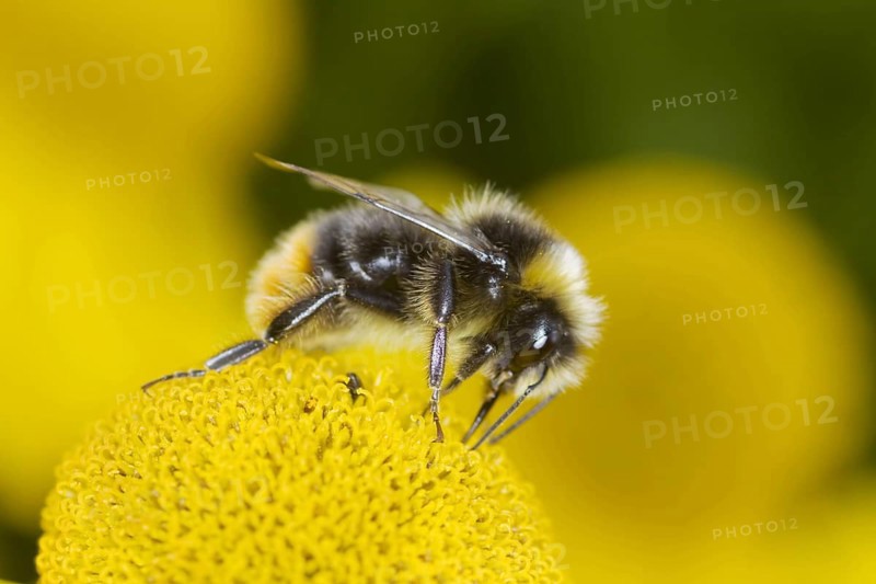 Early Bumblebee