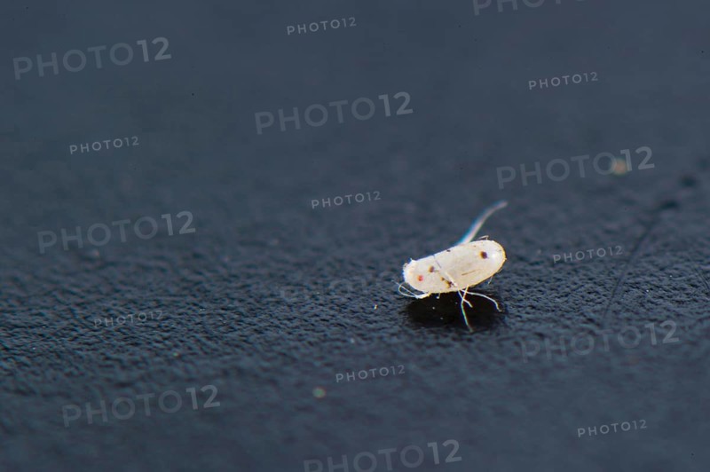 Common Bedbug