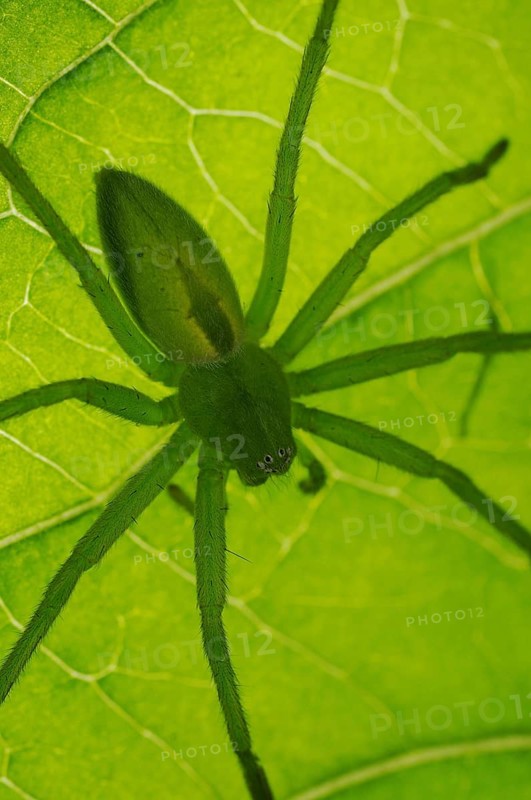Green huntsman spiders