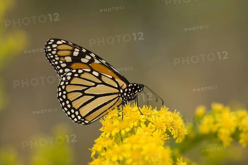 Monarch Butterfly