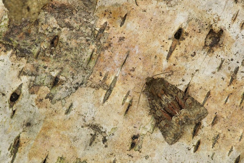 Dusky Brocade