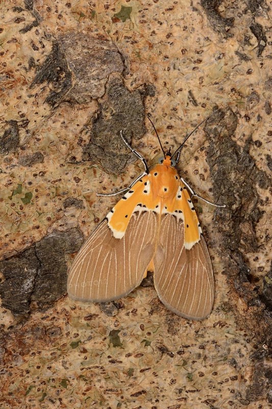 Aganais owlet moth