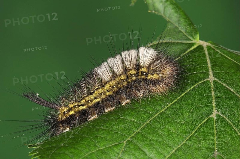 Pale Tussock
