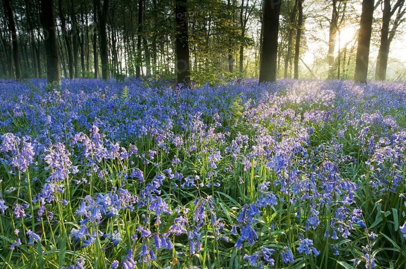 Bluebell